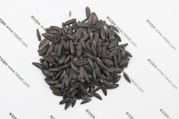 <a href='http://www.wuzhouwash.com/caohuazhongzi/1018.html' target='_blank'>矮向日葵種子</a>
