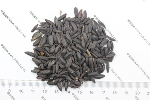 <a href='http://www.wuzhouwash.com/caohuazhongzi/1018.html' target='_blank'>矮向日葵種子</a>