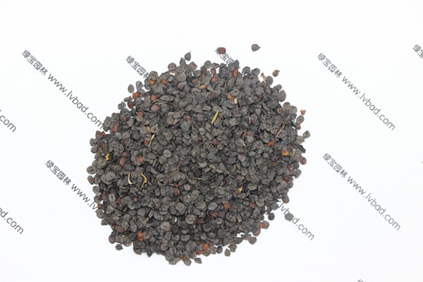 常夏<a href='http://www.wuzhouwash.com/caohuazhongzi/97045.html' target='_blank'>石竹種子</a>