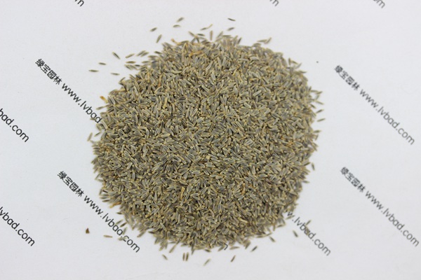 <a href='http://www.wuzhouwash.com/caohuazhongzi/1034.html' target='_blank'>大濱菊</a><a href='http://www.wuzhouwash.com/' target='_blank'>種子</a>