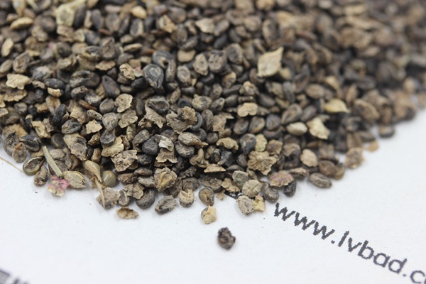 <a href='http://www.wuzhouwash.com/caohuazhongzi/1041.html' target='_blank'>地膚種子</a>