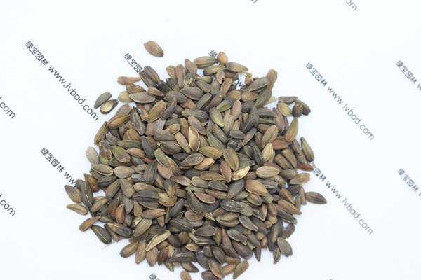 <a href='http://www.wuzhouwash.com/caohuazhongzi/1046.html' target='_blank'>非洲菊</a><a href='http://www.wuzhouwash.com/' target='_blank'>種子</a>