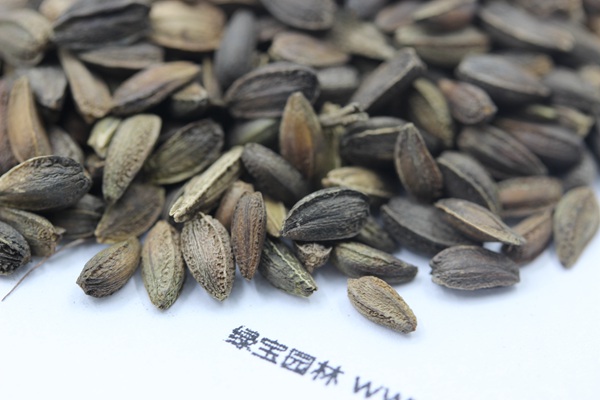 <a href='http://www.wuzhouwash.com/caohuazhongzi/1046.html' target='_blank'>非洲菊</a><a href='http://www.wuzhouwash.com/' target='_blank'>種子</a>