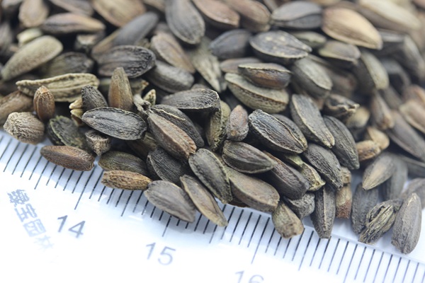 非洲菊<a href='http://www.wuzhouwash.com/' target='_blank'>種子</a>