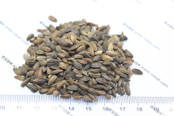 <a href='http://www.wuzhouwash.com/caohuazhongzi/1046.html' target='_blank'>非洲菊種子</a>