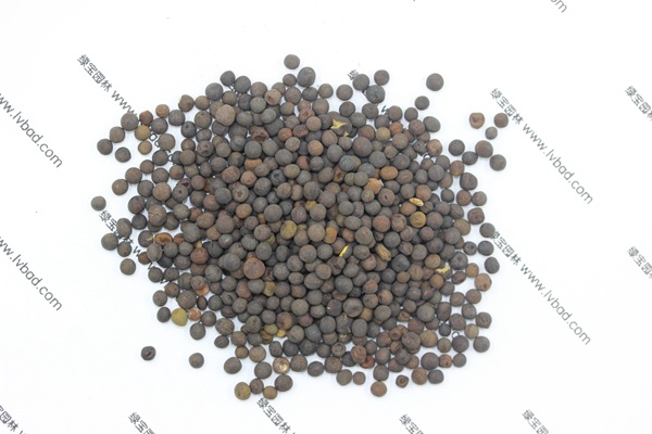 <a href='http://www.wuzhouwash.com/mucaozhongzi/6.html' target='_blank'>紫花苕</a><a href='http://www.wuzhouwash.com/' target='_blank'>種子</a>