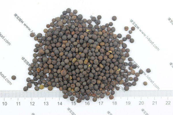 <a href='http://www.wuzhouwash.com/mucaozhongzi/6.html' target='_blank'>紫花苕</a><a href='http://www.wuzhouwash.com/' target='_blank'>種子</a>