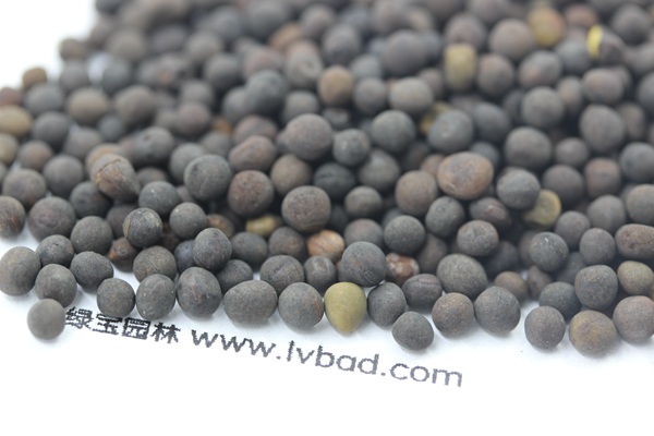 <a href='http://www.wuzhouwash.com/mucaozhongzi/6.html' target='_blank'>紫花苕種子</a>