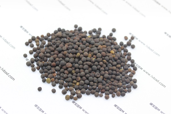 紫花苕<a href='http://www.wuzhouwash.com/' target='_blank'>種子</a>