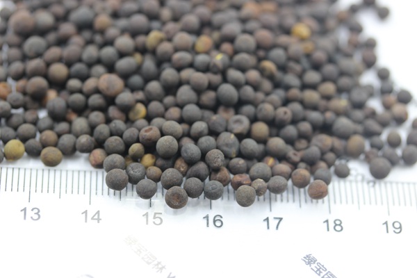 <a href='http://www.wuzhouwash.com/mucaozhongzi/6.html' target='_blank'>紫花苕種子</a>
