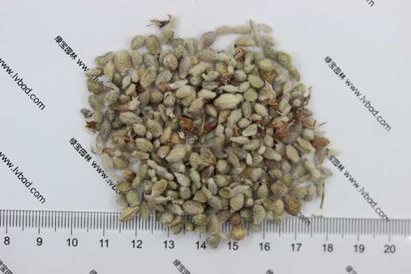 <a href='http://www.wuzhouwash.com/mucaozhongzi/1685.html' target='_blank'>花棒種子</a>
