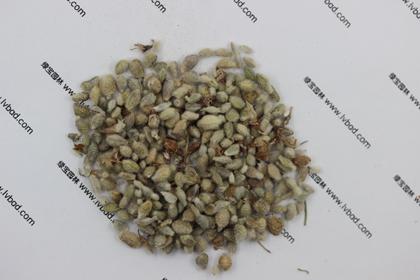 <a href='http://www.wuzhouwash.com/mucaozhongzi/1685.html' target='_blank'>花棒</a><a href='http://www.wuzhouwash.com/' target='_blank'>種子</a>
