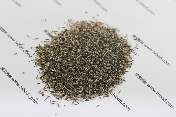 <a href='http://www.wuzhouwash.com/caohuazhongzi/1074.html' target='_blank'>藿香薊種子</a>