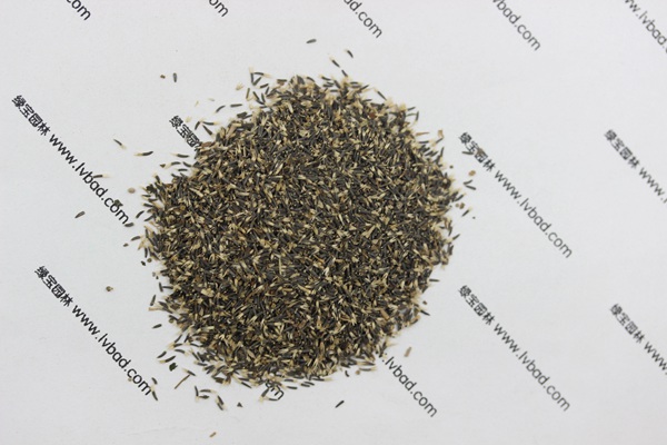 <a href='http://www.wuzhouwash.com/caohuazhongzi/1074.html' target='_blank'>藿香薊</a><a href='http://www.wuzhouwash.com/' target='_blank'>種子</a>