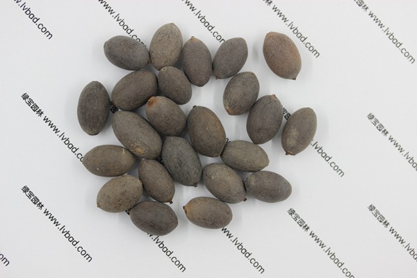 <a href='http://www.wuzhouwash.com/caohuazhongzi/1059.html' target='_blank'>荷花</a><a href='http://www.wuzhouwash.com/' target='_blank'>種子</a>