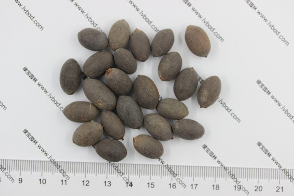 荷花<a href='http://www.wuzhouwash.com/' target='_blank'>種子</a>