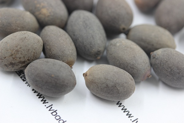 <a href='http://www.wuzhouwash.com/caohuazhongzi/1059.html' target='_blank'>荷花種子</a>