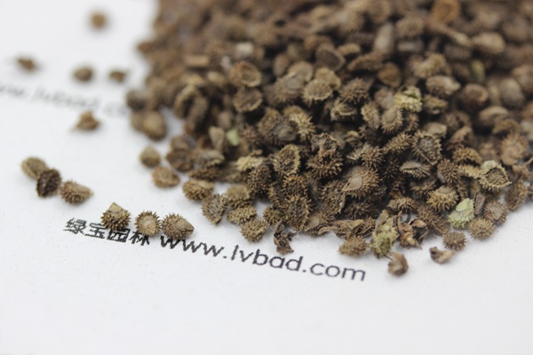 <a href='http://www.wuzhouwash.com/caohuazhongzi/1635.html' target='_blank'>勿忘我種子</a>