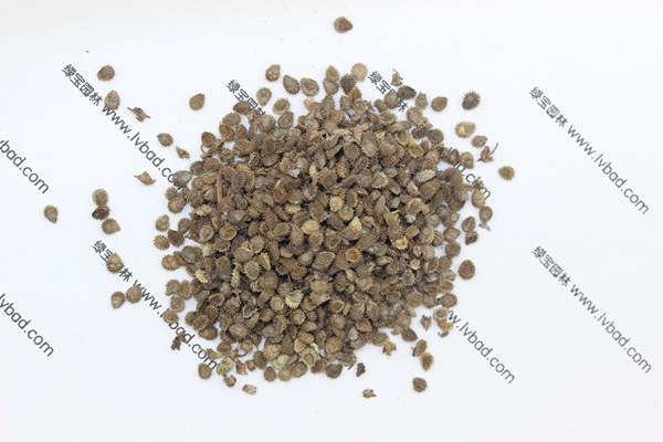 <a href='http://www.wuzhouwash.com/caohuazhongzi/1635.html' target='_blank'>勿忘我</a><a href='http://www.wuzhouwash.com/' target='_blank'>種子</a>