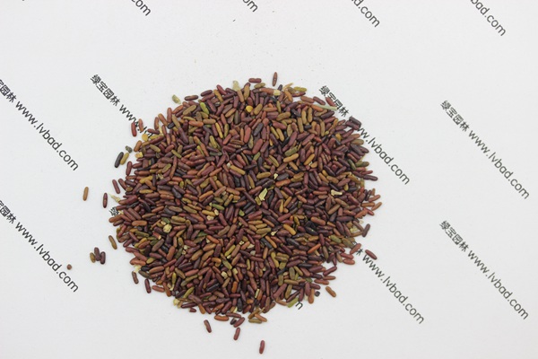 <a href='http://www.wuzhouwash.com/caohuazhongzi/1640.html' target='_blank'>小冠花</a><a href='http://www.wuzhouwash.com/' target='_blank'>種子</a>