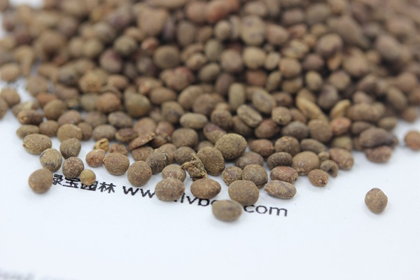<a href='http://www.wuzhouwash.com/caohuazhongzi/1655.html' target='_blank'>指甲花</a><a href='http://www.wuzhouwash.com/' target='_blank'>種子</a>