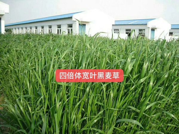 多倍體黑麥草<a href='http://www.wuzhouwash.com/' target='_blank'>種子</a>