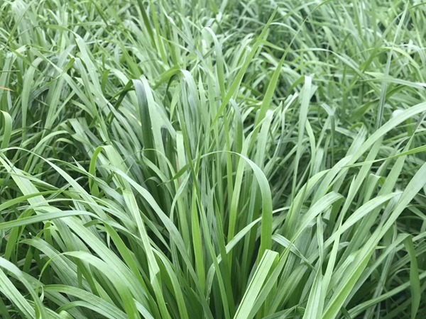 <a href='http://www.wuzhouwash.com/mucaozhongzi/16011.html' target='_blank'>多倍體黑麥草種子</a>