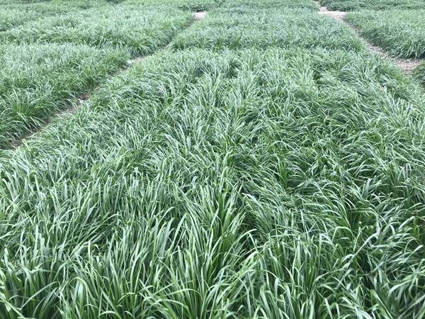 多倍體黑麥草<a href='http://www.wuzhouwash.com/' target='_blank'>種子</a>