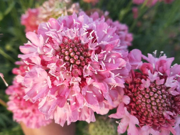 <a href='http://www.wuzhouwash.com/caohuazhongzi/16014.html' target='_blank'>紫盆花種子</a>