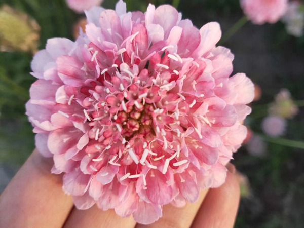 紫盆花<a href='http://www.wuzhouwash.com/' target='_blank'>種子</a>
