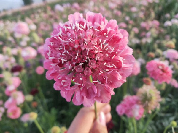 <a href='http://www.wuzhouwash.com/caohuazhongzi/16014.html' target='_blank'>紫盆花種子</a>