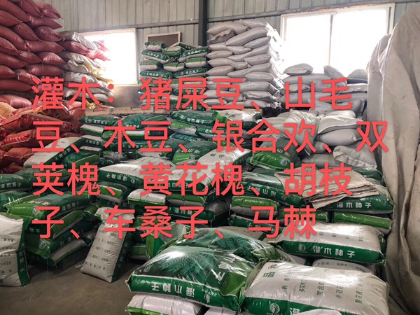 <a href='http://www.wuzhouwash.com/linmuzhongzi/16015.html' target='_blank'>刺槐種子</a>