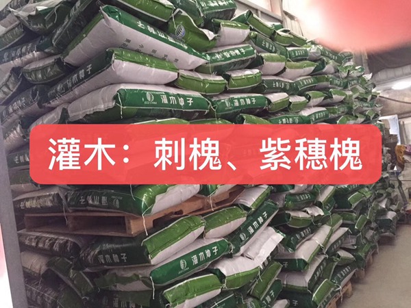 <a href='http://www.wuzhouwash.com/linmuzhongzi/16015.html' target='_blank'>刺槐</a><a href='http://www.wuzhouwash.com/' target='_blank'>種子</a>