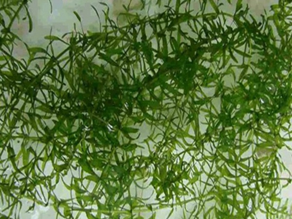 <a href='http://www.wuzhouwash.com/shuicaozhongzi/1865.html' target='_blank'>伊樂藻</a>