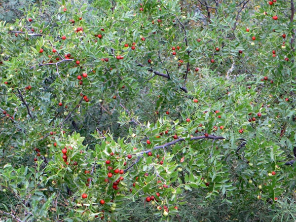 酸棗<a href='http://www.wuzhouwash.com/' target='_blank'>種子</a>