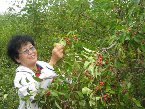 <a href='http://www.wuzhouwash.com/guoshuzhongzi/2184.html' target='_blank'>山丁子種子</a>