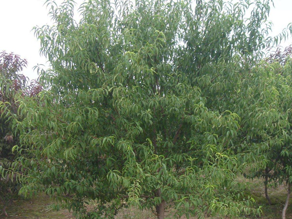 <a href='http://www.wuzhouwash.com/guoshuzhongzi/2185.html' target='_blank'>山桃種子</a>