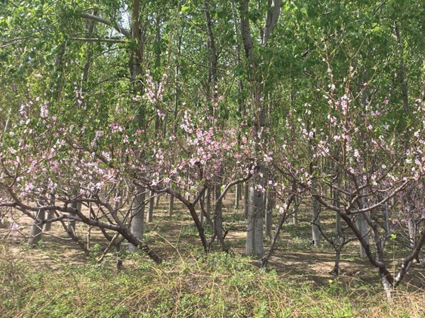 山桃<a href='http://www.wuzhouwash.com/' target='_blank'>種子</a>