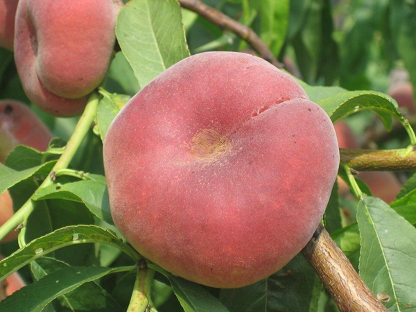 <a href='http://www.wuzhouwash.com/guoshuzhongzi/2183.html' target='_blank'>蟠桃種子</a>