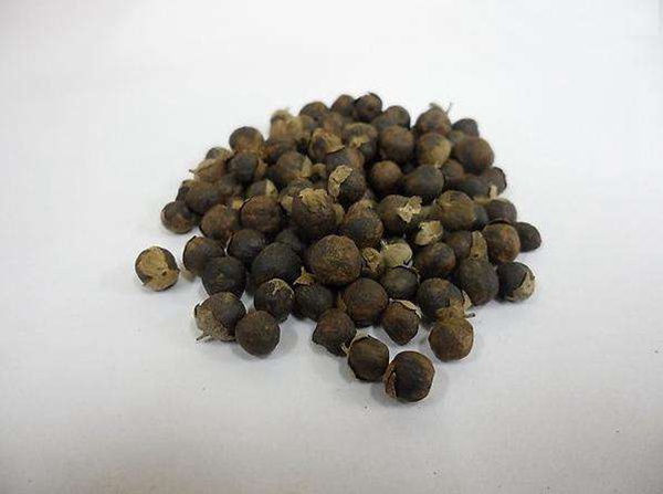 <a href='http://www.wuzhouwash.com/linmuzhongzi/2192.html' target='_blank'>蔓荊子種子</a>