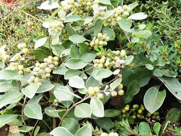 <a href='http://www.wuzhouwash.com/linmuzhongzi/2192.html' target='_blank'>蔓荊子種子</a>