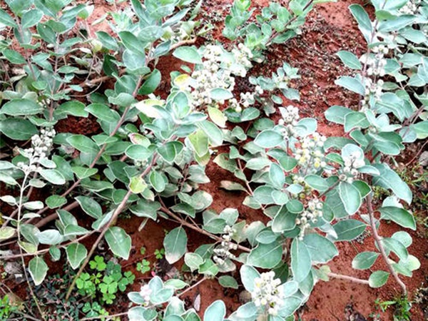 <a href='http://www.wuzhouwash.com/linmuzhongzi/2192.html' target='_blank'>蔓荊子種子</a>
