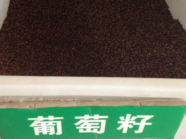 <a href='http://www.wuzhouwash.com/guoshuzhongzi/1887.html' target='_blank'>葡萄</a><a href='http://www.wuzhouwash.com/' target='_blank'>種子</a>