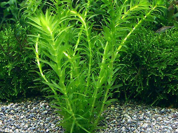 水蘊草