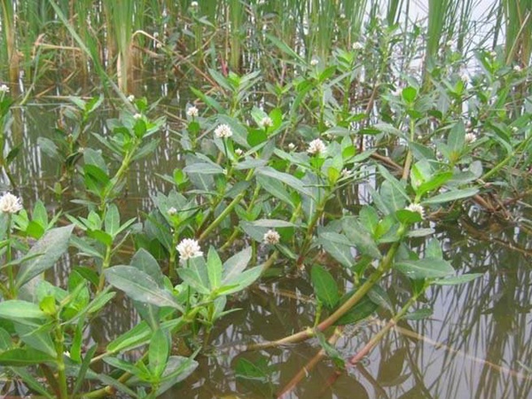 <a href='http://www.wuzhouwash.com/shuicaozhongzi/1869.html' target='_blank'>空心蓮子草</a>