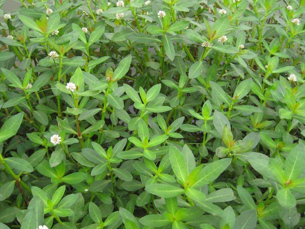 <a href='http://www.wuzhouwash.com/shuicaozhongzi/1862.html' target='_blank'>水花生</a>