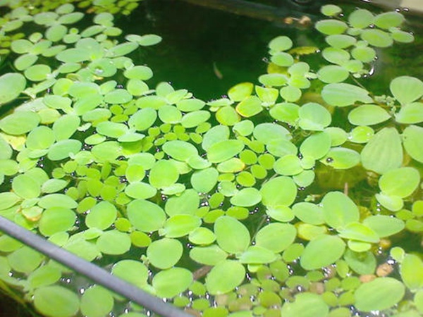 <a href='http://www.wuzhouwash.com/shuicaozhongzi/1861.html' target='_blank'>水浮萍</a>