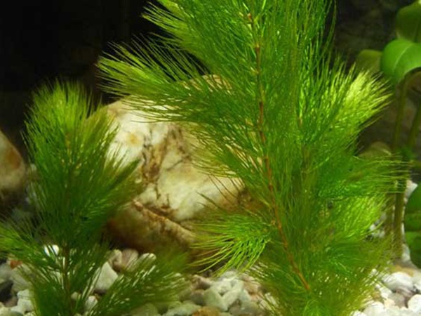 <a href='http://www.wuzhouwash.com/shuicaozhongzi/1857.html' target='_blank'>金魚(yú)藻種子</a>