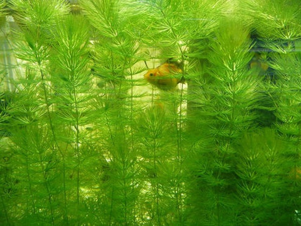 金魚(yú)藻<a href='http://www.wuzhouwash.com/' target='_blank'>種子</a>