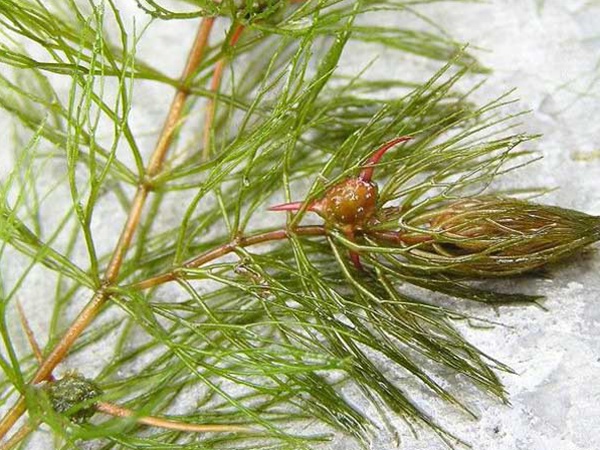 金魚(yú)藻<a href='http://www.wuzhouwash.com/' target='_blank'>種子</a>